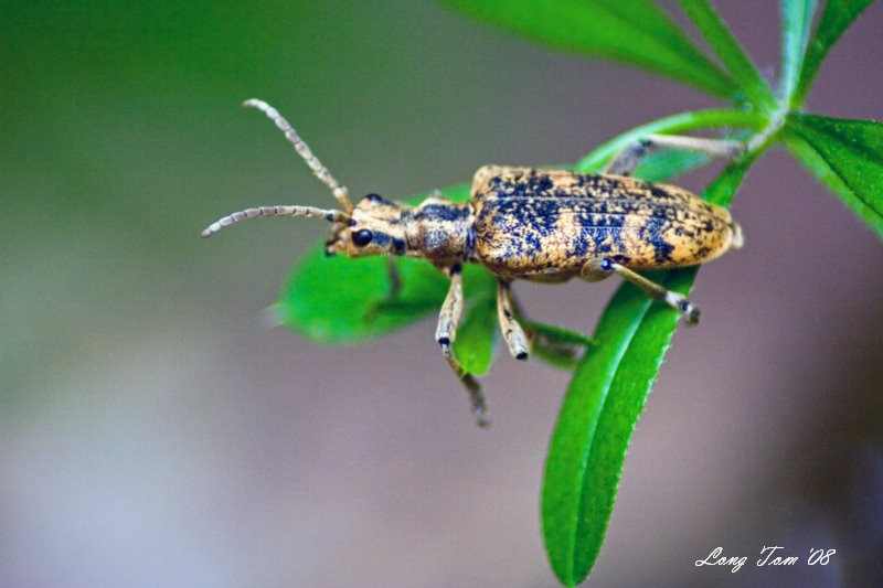 Rhagium sycophanta Schrank, 1781