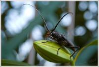 Большой дубовый усач (Cerambyx cerdo), (волосогрызка)