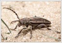 Корнеед шелковистый Dorcadion holosericeum