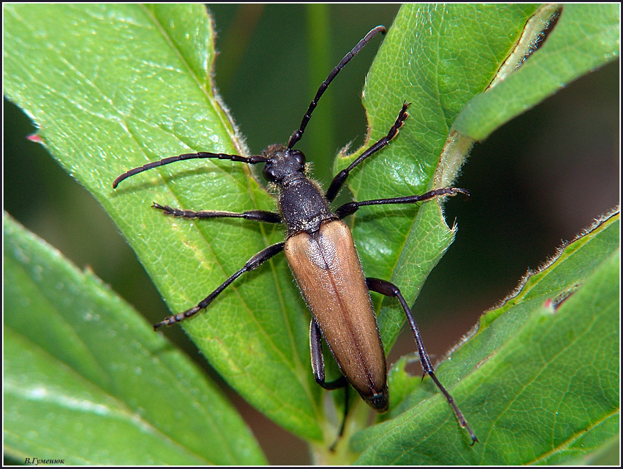 Лептура желтая (Leptura livida)