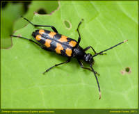 Лептура четырехполосая (Leptura quadrifasciata)