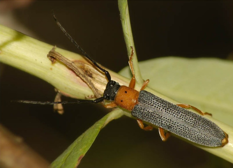 Прутоед ивовый (Oberea oculata)