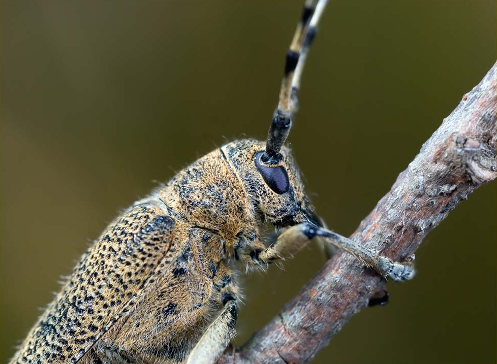 Скрипун осиновый (Saperda carcharias)