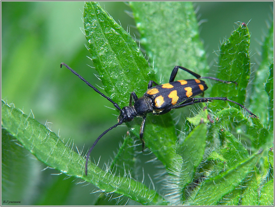 Усач Leptura quadrifasciata