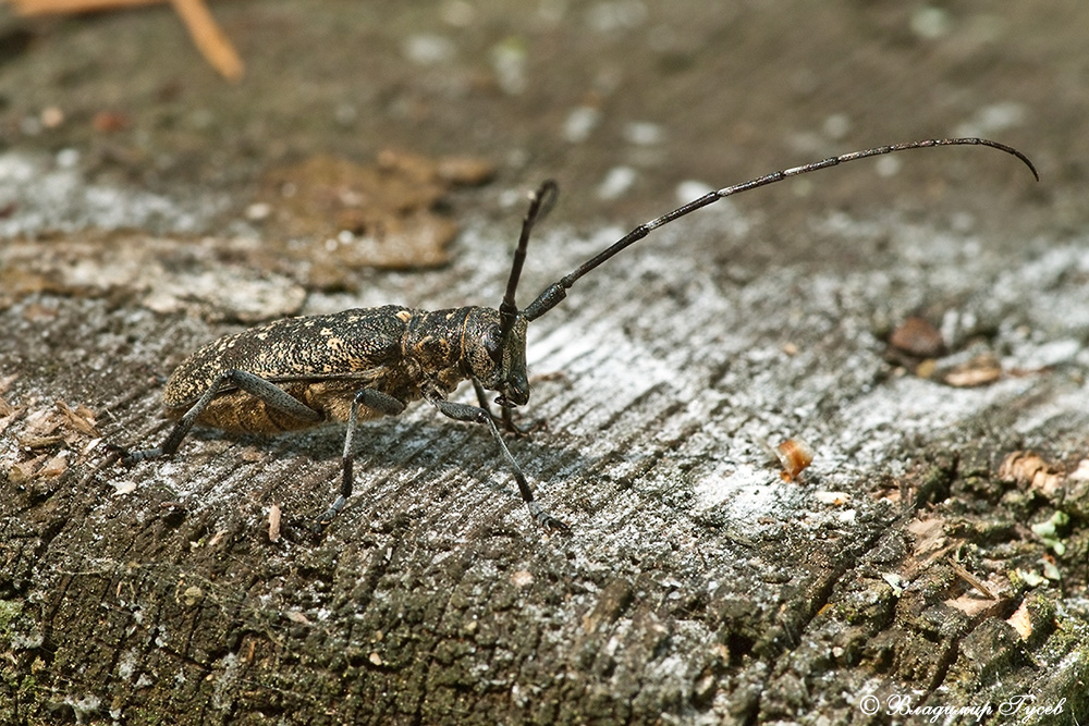 Усач еловый, Monochamus galloprovincialis-1