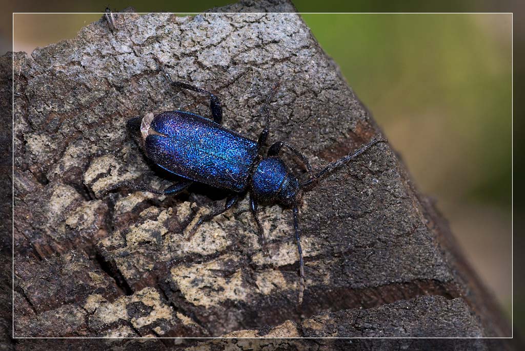 Усач плоский фиолетовый - Callidium violaceum L.
