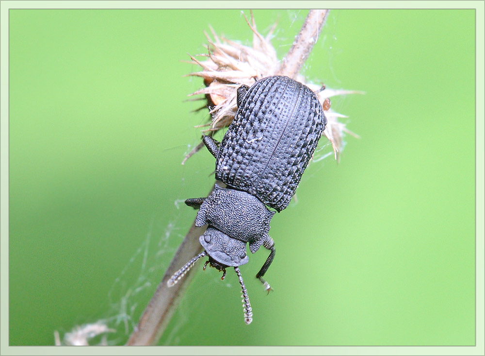 Чернотелка Bolitophagus reticulatus