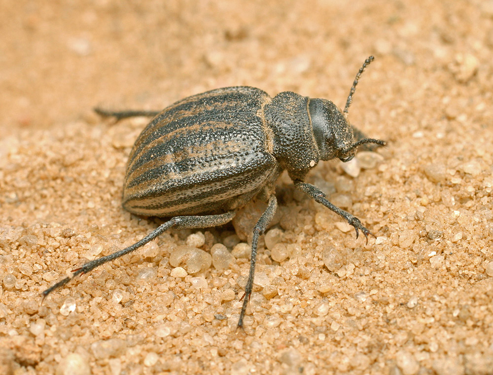 Чернотелка Platyope leucogramma