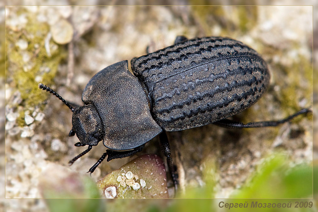 Чернотелка песчаная (Opatrum sabulosum)