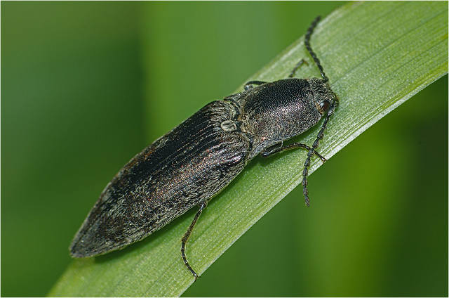 Щелкун Sjaelandicus auct = Actenicerus sjaelandicus