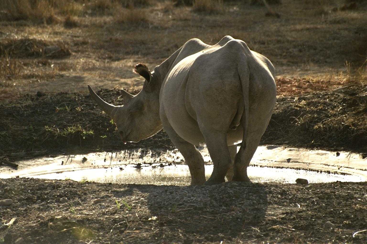 носорогу в жопе голова фото 81