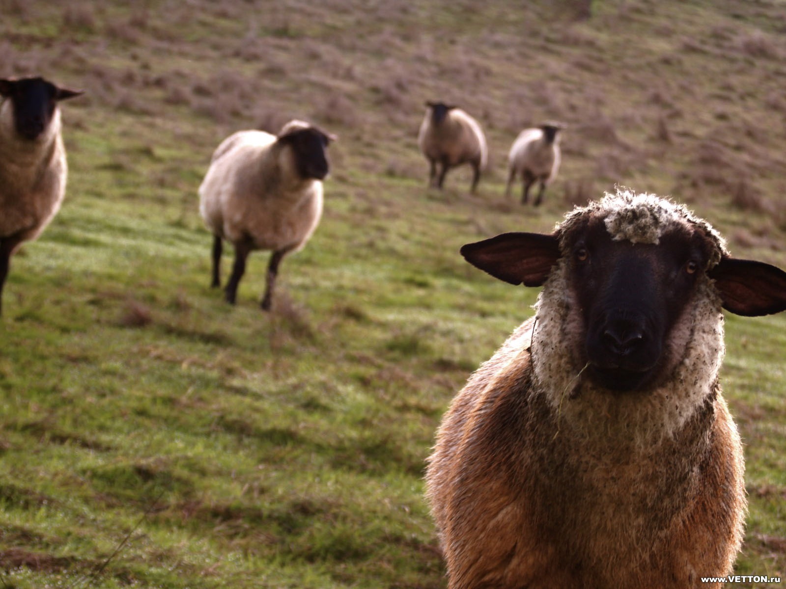 Баран-Овца 33