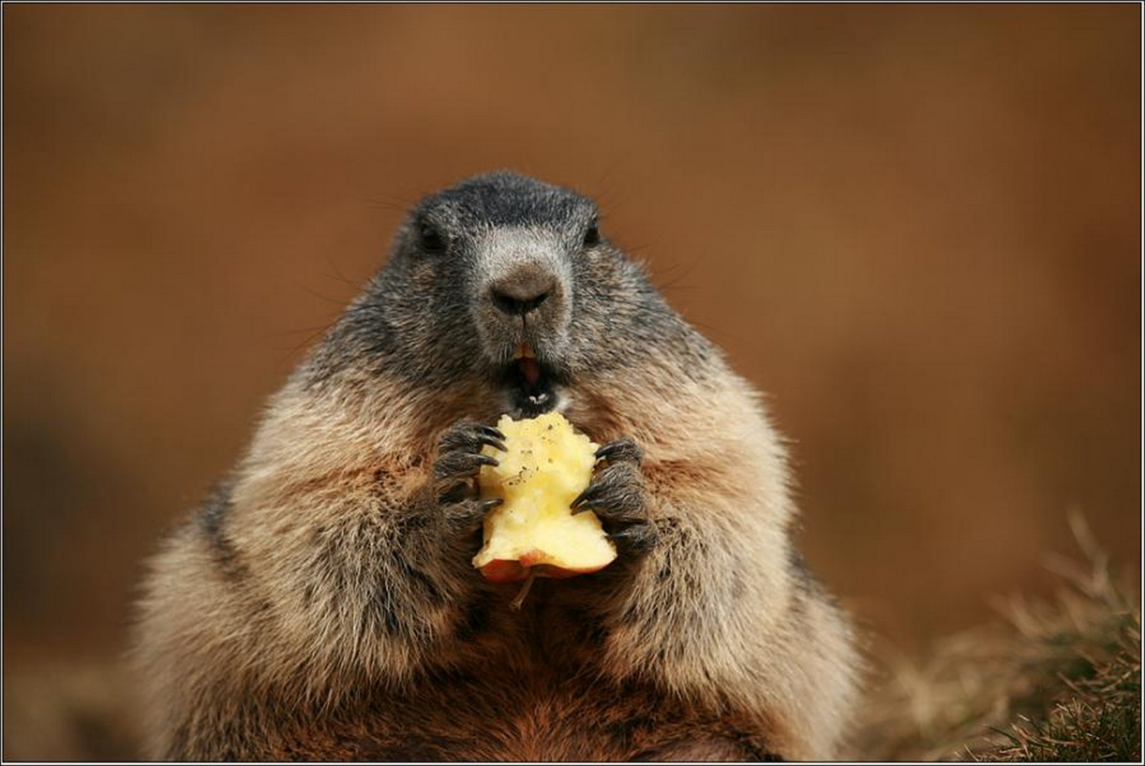 животные, грызуны