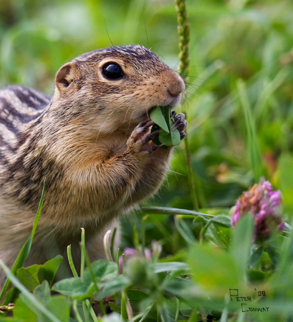 мыши и мышки