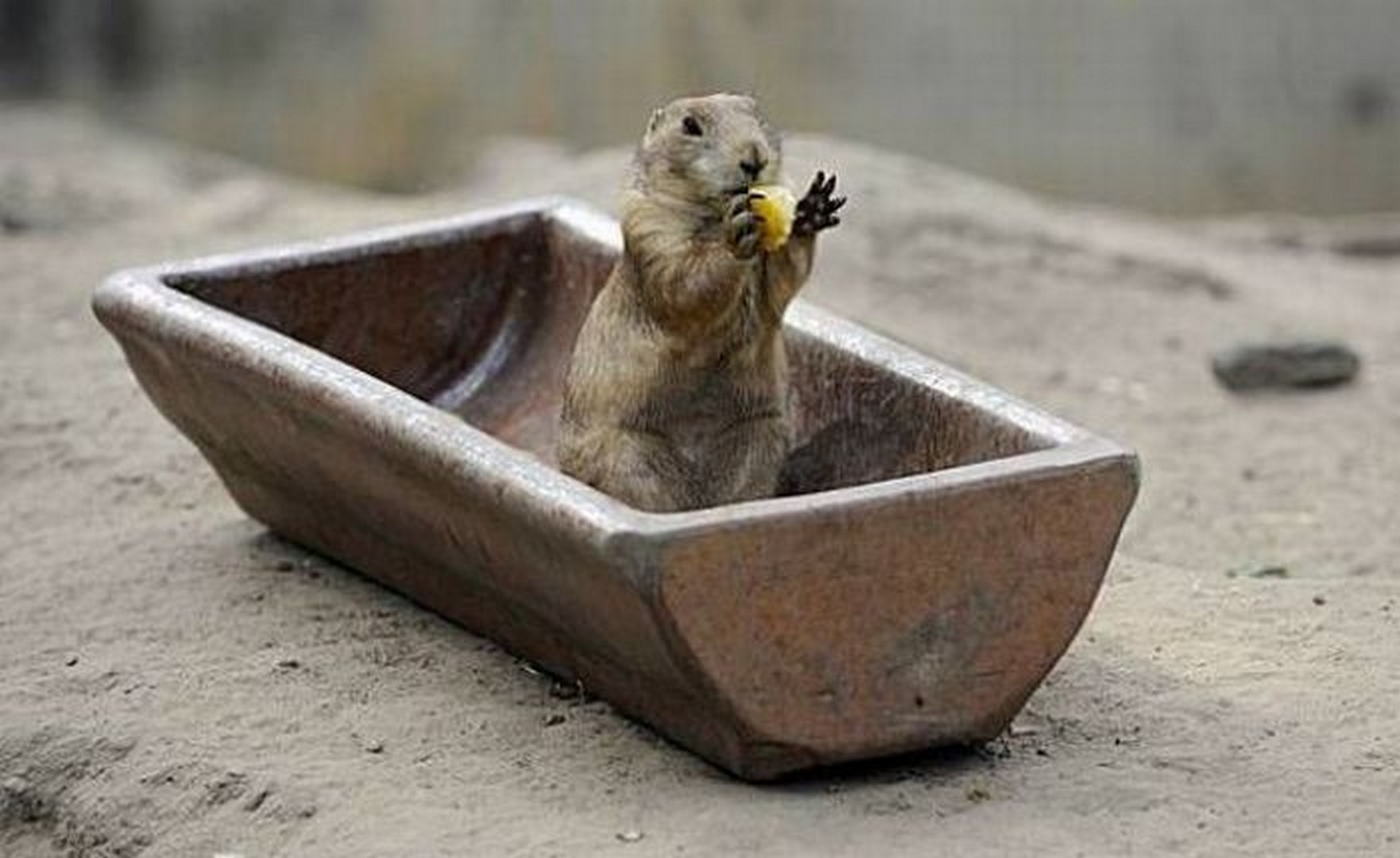 грызуны, животные, мышки,