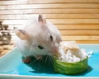 грызуны, животные, мышки,