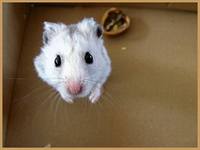 грызуны, животные, мышки,