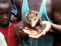 грызуны, животные, мышки,