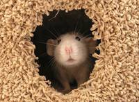 грызуны, животные, мышки,