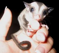 грызуны, животные, мышки,