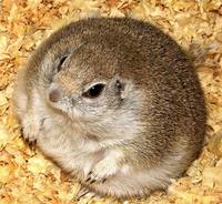 грызуны, животные, мышки,