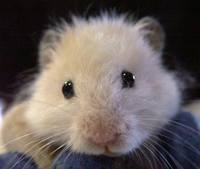 грызуны, животные, мышки,