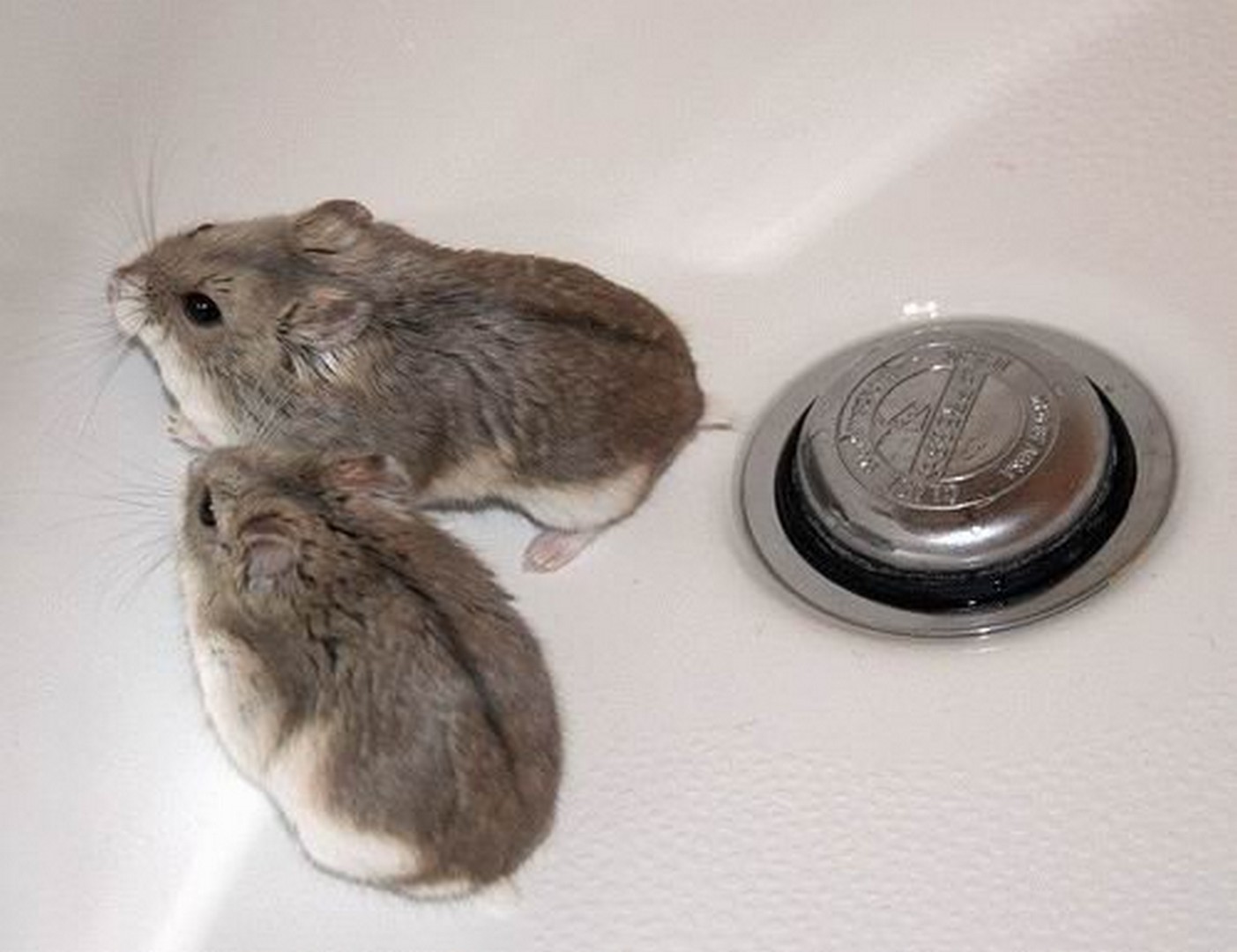 грызуны, животные, мышки,