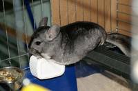 грызуны, животные, мышки,