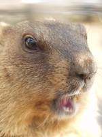 грызуны, животные, мышки,