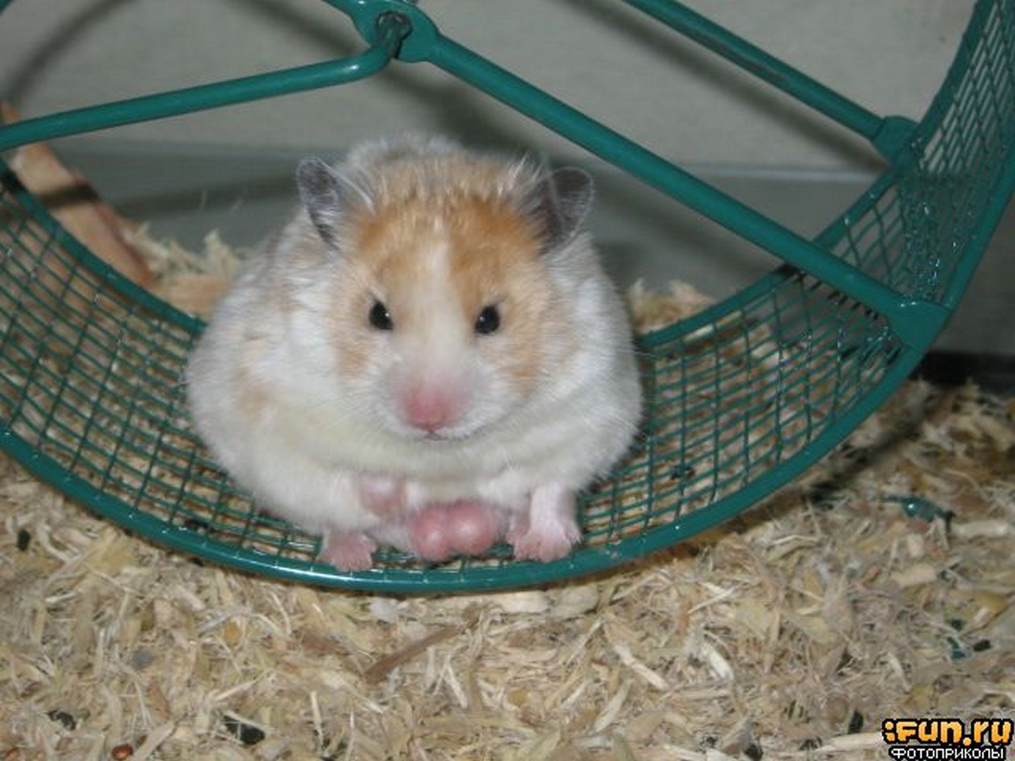 грызуны, животные, мышки,