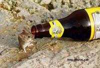 грызуны, животные, мышки,