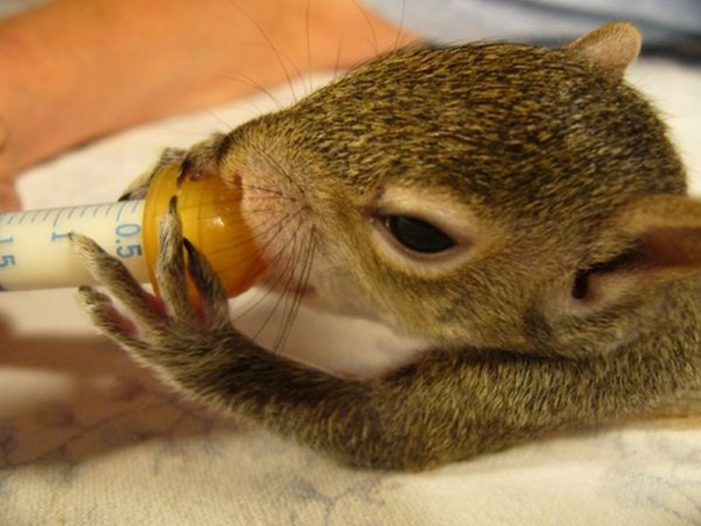 грызуны, животные, мышки,