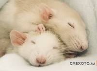 грызуны, животные, мышки,