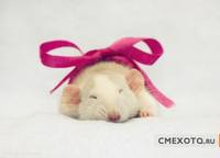 грызуны, животные, мышки,