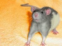 приколы, грызуны, животные, мышки