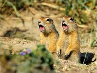 сурикаты фото