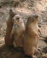 сурикаты фото