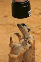 сурикаты фото