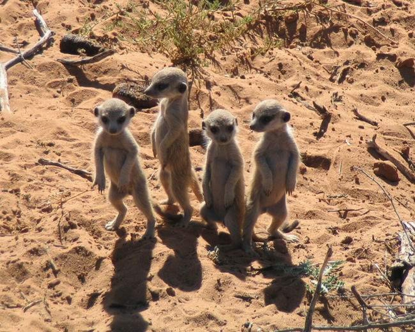 сурикаты фото