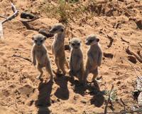 сурикаты фото