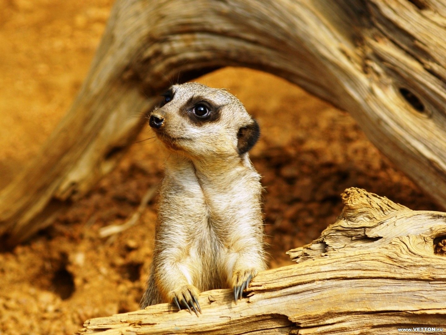 сурикаты фото