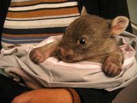 вомбат фото