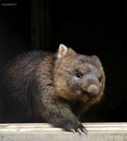 вомбат фото