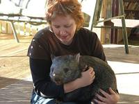 вомбат фото