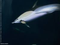дельфины фото