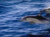 дельфины фото