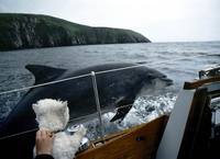 дельфины фото