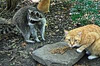 животные приколы