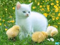 животные приколы