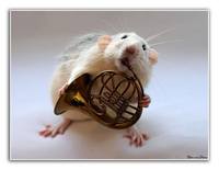 животные приколы